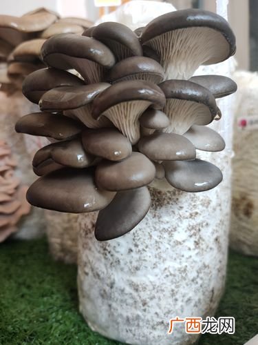 蘑菇都有哪些种类 养殖蘑菇有几种