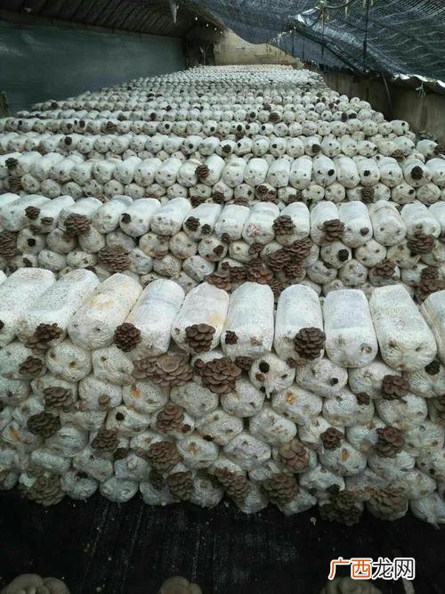 蘑菇都有哪些种类 养殖蘑菇有几种
