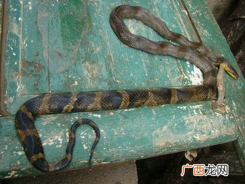 毒蛇的养殖技术 养殖南蛇