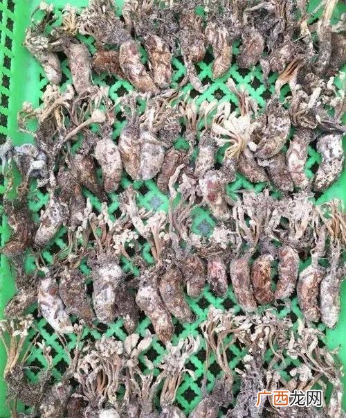 人工养殖蚂蚱 养殖爬蚱去哪学技术