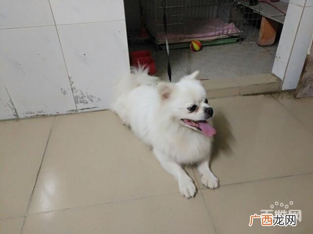 养殖肉狗犬啥建造视频 养殖犬舍视频