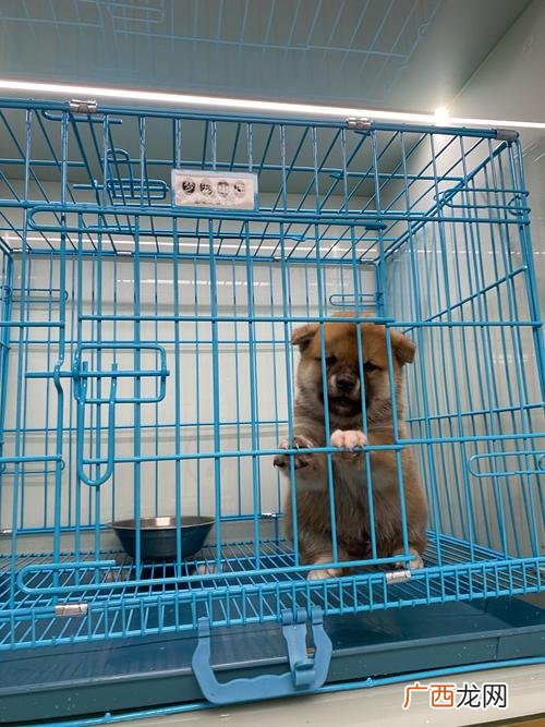 养殖肉狗犬啥建造视频 养殖犬舍视频