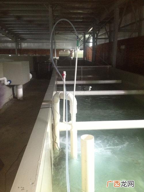 水产养殖设备 养殖水产夜光虫危害