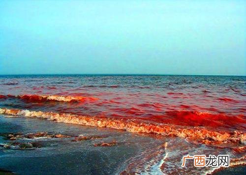 水产养殖设备 养殖水产夜光虫危害