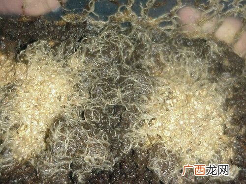 白色蠕虫图片 养殖水体蠕虫图片