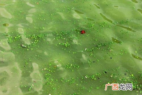 鱼池藻类太多的危害 养殖水体中有害的藻类