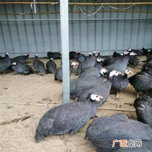 珍珠鸡喂多久能长5斤 珍珠鸡养殖技术视频