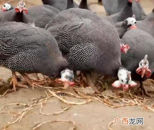 珍珠鸡喂多久能长5斤 珍珠鸡养殖技术视频