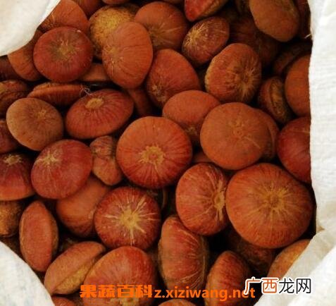 壮阳果泡水要不要敲碎 壮阳果怎么泡水喝