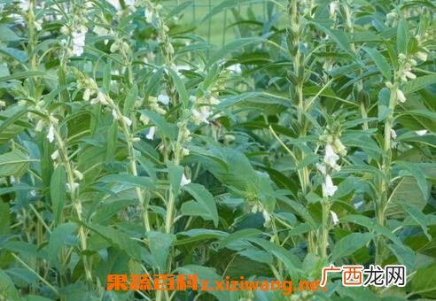芝麻藤的药用价值 芝麻藤能治疗的疾病