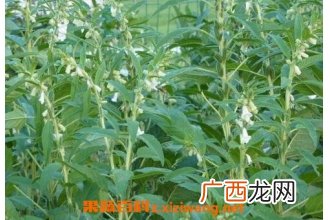 芝麻藤的药用价值 芝麻藤能治疗的疾病