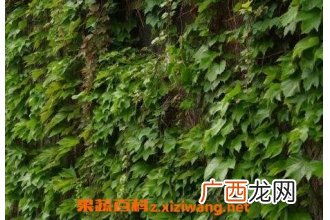 长青藤的功效作用 长青藤的药用价值