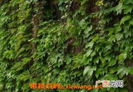 长青藤的功效作用 长青藤的药用价值