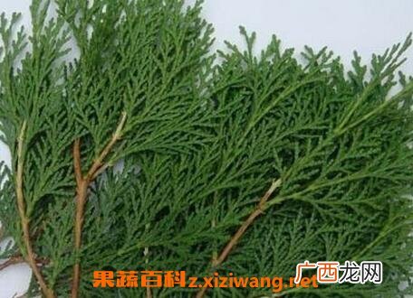 中药侧柏叶的作用与功效