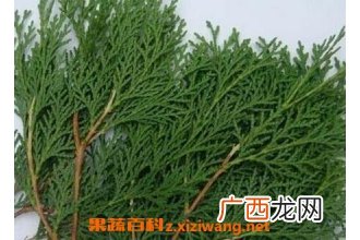 中药侧柏叶的作用与功效