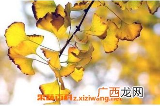 白果树叶的作用是什么 白果树叶的药用价值