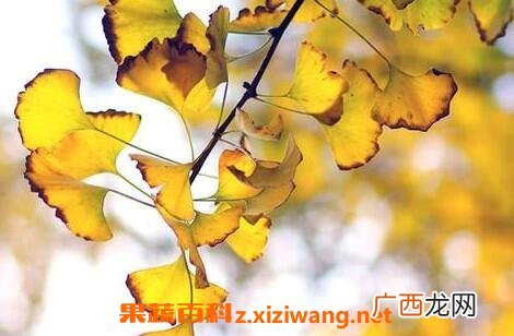 白果树叶的作用是什么 白果树叶的药用价值