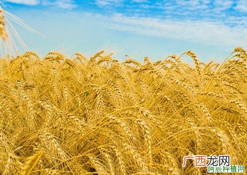 怎样防治绿豆叶斑病？种植我有招