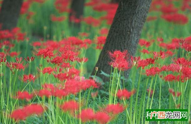 防治花生叶螨病怎样用药