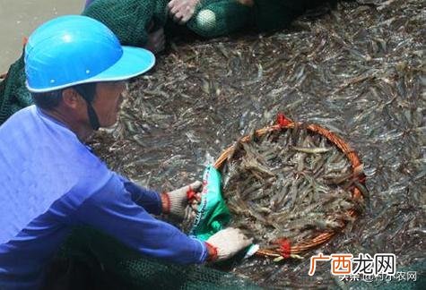 寻求农村致富项目,农村养殖创业项目大全