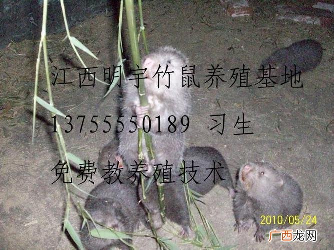 广西竹鼠养殖基地 中国竹鼠养殖技术