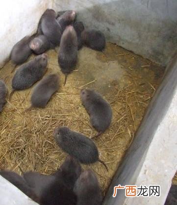 广西竹鼠养殖基地 中国竹鼠养殖技术