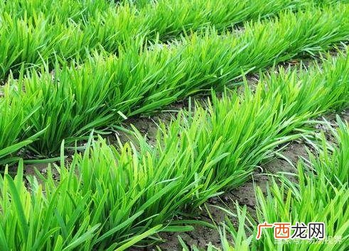 新型农业技术有哪些 种植新技术
