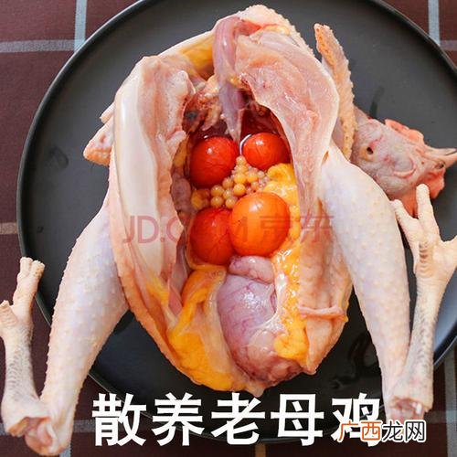 土鸡的养殖与管理技术 重庆市野外土鸡技术