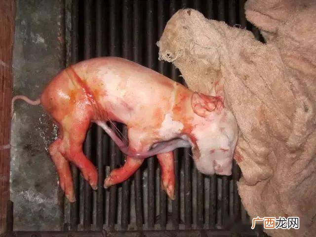 猪临产前的征兆 猪的分娩技术