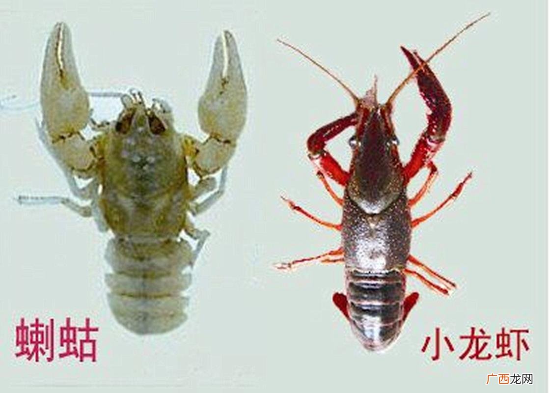 北方养殖小龙虾需要什么条件 东北小龙虾养殖技术