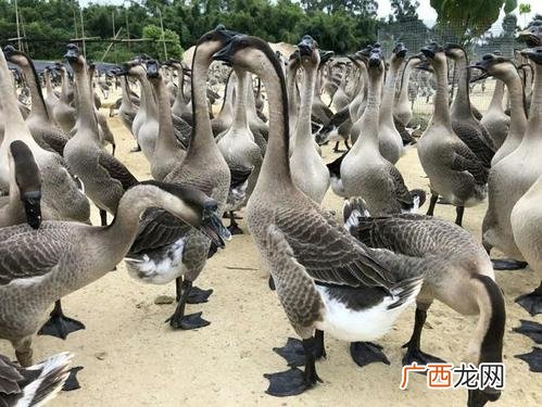 鹅苗养殖 鹅苗技术