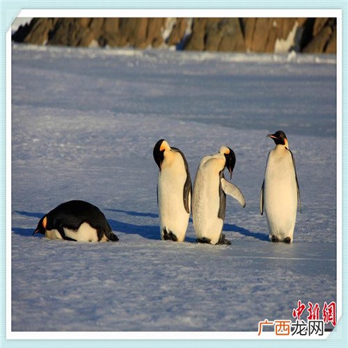 翠鸟价值多少钱 翠鸟怎么养