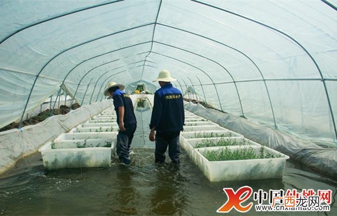 湖北水产网 湖北仙桃水产品收购