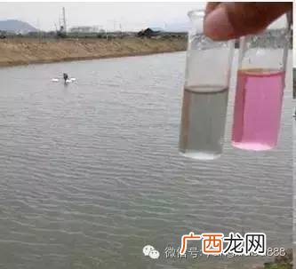 果汁阳台怎么扦插 果汁能当水产养殖的有机酸吗
