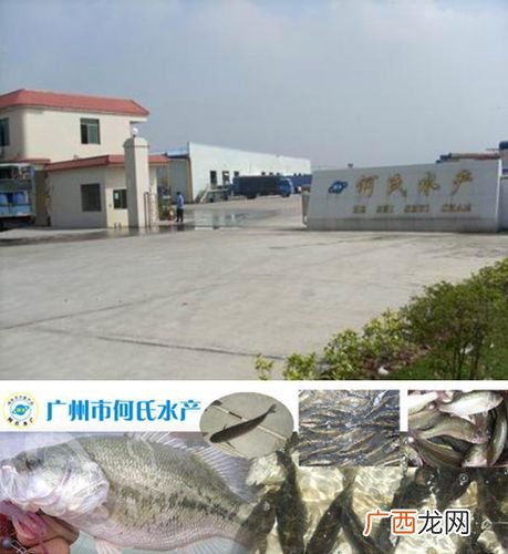 中山市水产养殖基地在哪里 广东佛山养什么水产