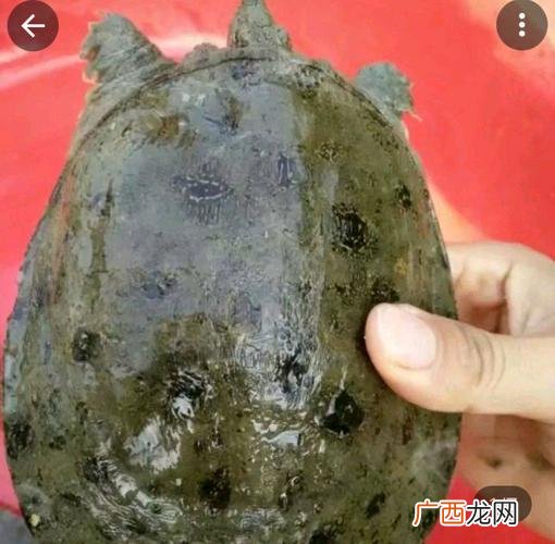 养殖甲鱼价格 甲鱼价格水产前沿2月刊