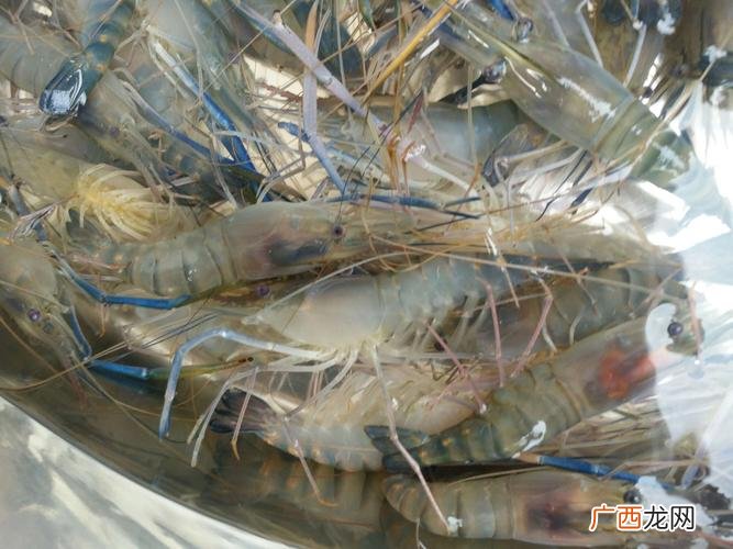 罗氏虾怎么处理视频 中国水产养殖罗氏虾湖南基地