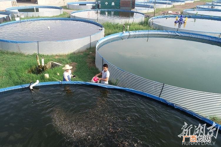 罗氏虾怎么处理视频 中国水产养殖罗氏虾湖南基地