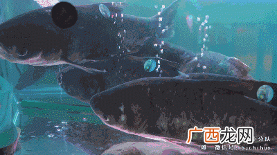 鱼价格最新价格 水产鱼价网