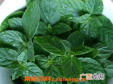 薄荷叶的功效和作用,薄荷叶的药用价值