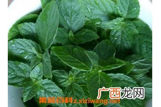 薄荷叶的功效和作用,薄荷叶的药用价值