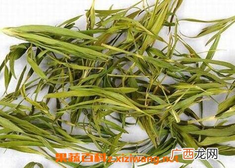 中药淡竹叶的功效与作用及禁忌