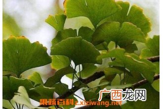 银树叶的功效与作用 银树叶的药用价值