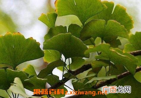 银树叶的功效与作用 银树叶的药用价值