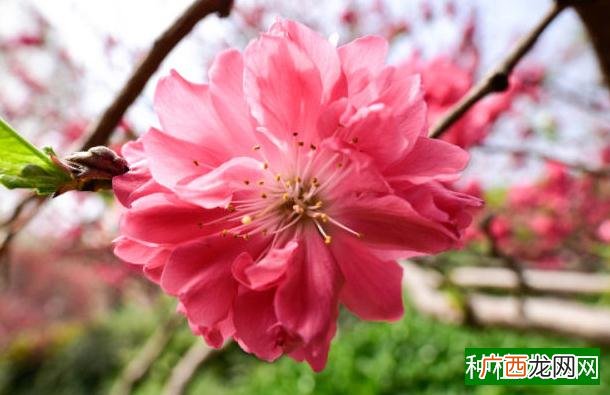 旱地玉米的科学种植方法