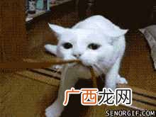 信天游机票查询系统，信天游怎么打印机票
