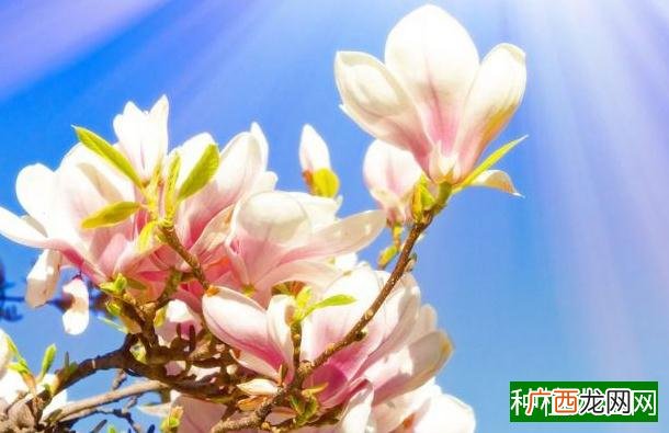 文竹怎么养才能株型好看、不黄叶？需要注意什么