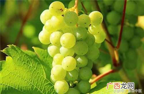 红提的营养价值和作用，提子的营养价值有多少