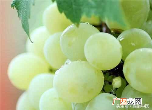红提的营养价值和作用，提子的营养价值有多少