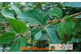 中药蜀红藤的功效与作用